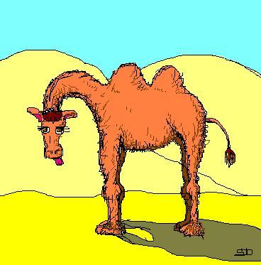 Velbloud, irafa nebo krva?