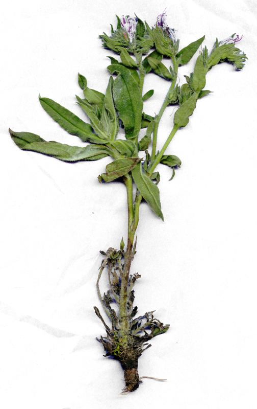 To je jenom takov kytka, Pandora to kdesi vyrvala a pinesla dom, jst se to asi  ned, tak co s tm. Akort naskenovat.