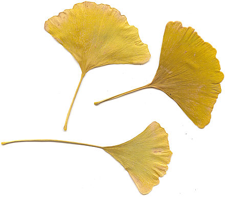 Kdopak pozn z jakho stromu jsou?