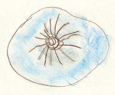 Pavouk ve vod, Pandora, jen 2003