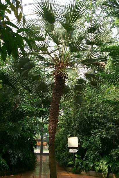 Nejvy, subtropick sklenk botanick zahrady