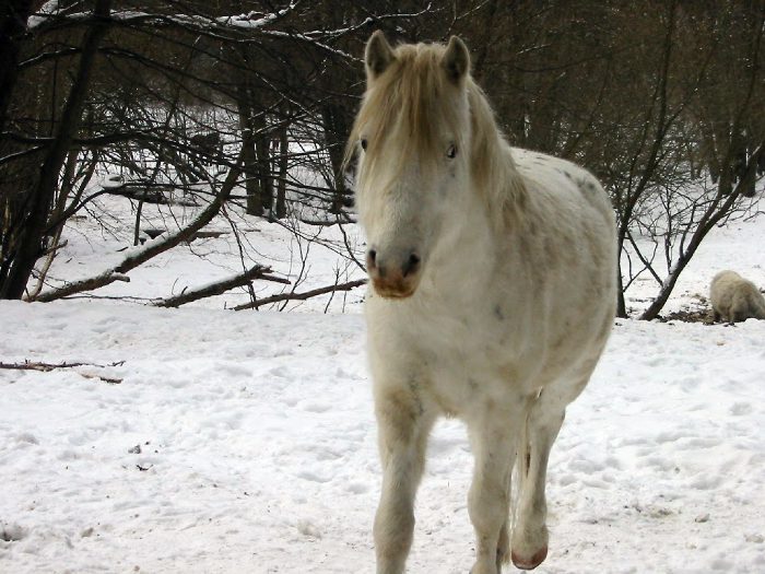 Na ptadvactm kilometru Vitska zaujal k a pak mu dola ve foku pam a bylo po focen.