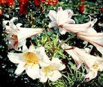 Lilium Regale - Lilie krlovsk