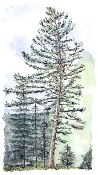 Borovice ped na chatou, tedy cosi jako ta borovice