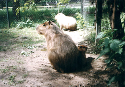 Kapybara africk