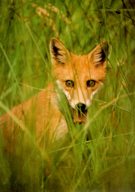 Lika vyvalen jak pro z otomanu