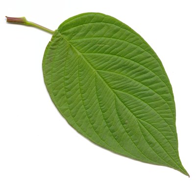 Leelo to venku, to jsem to sebral.