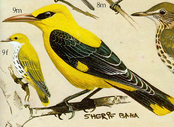 Skuten, nevymylen luva